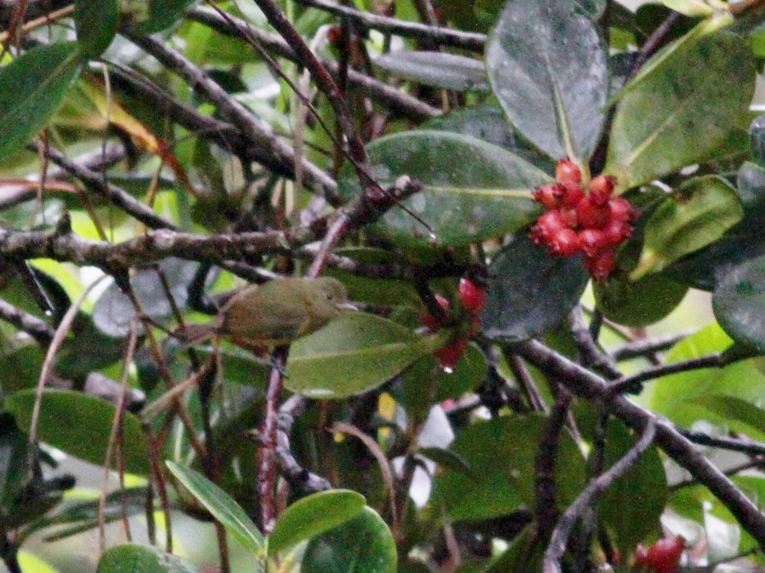 Sierra de Lema Flycatcher - Jay McGowan