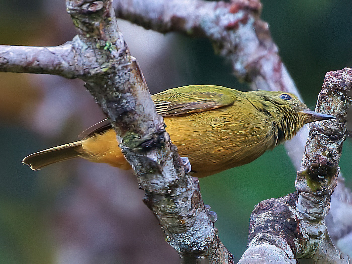 Sierra de Lema Flycatcher - Margareta Wieser