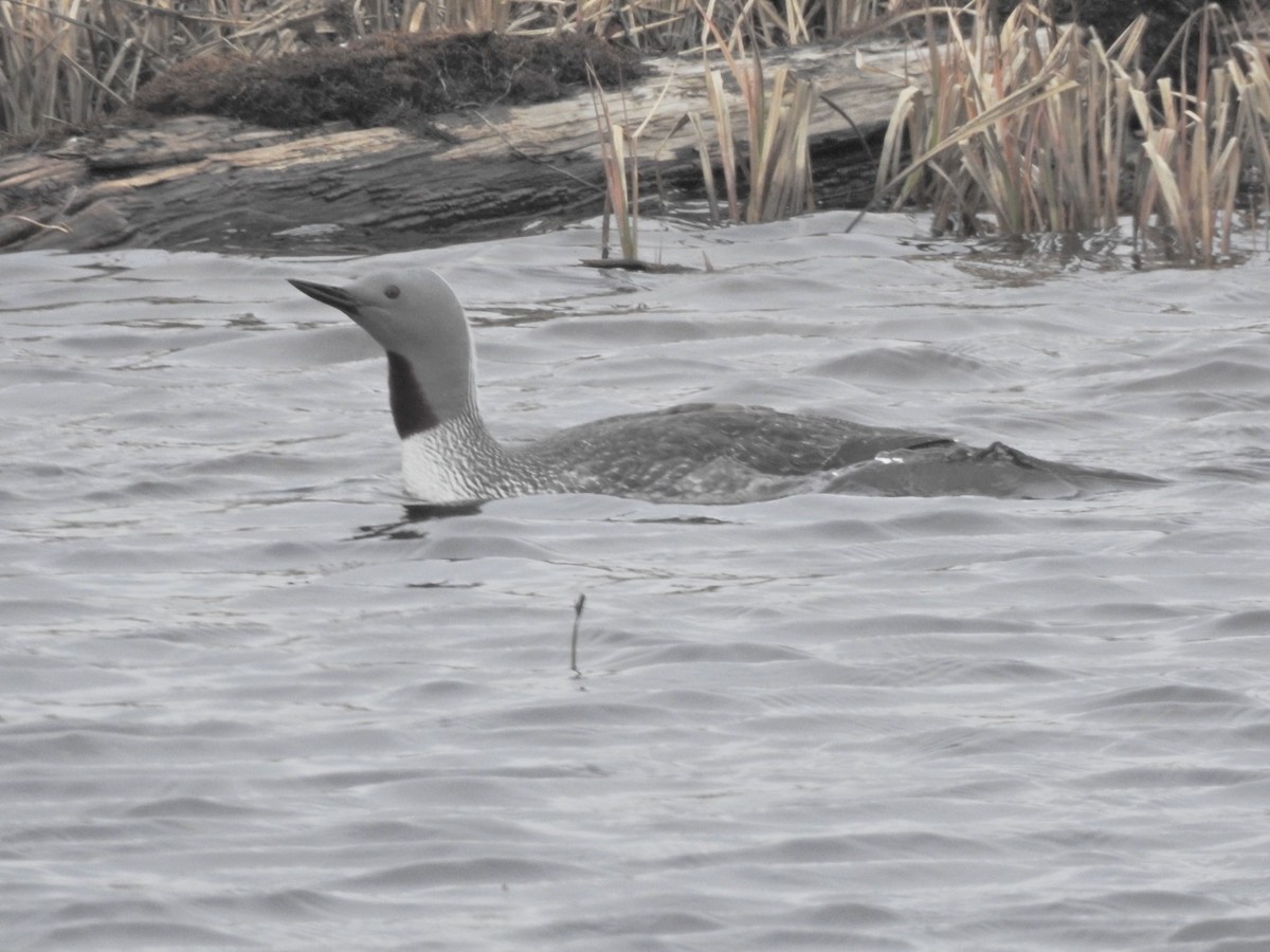 Red-throated Loon - Laura Wilson