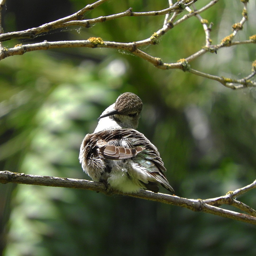 Anna's Hummingbird - Paul Kendal
