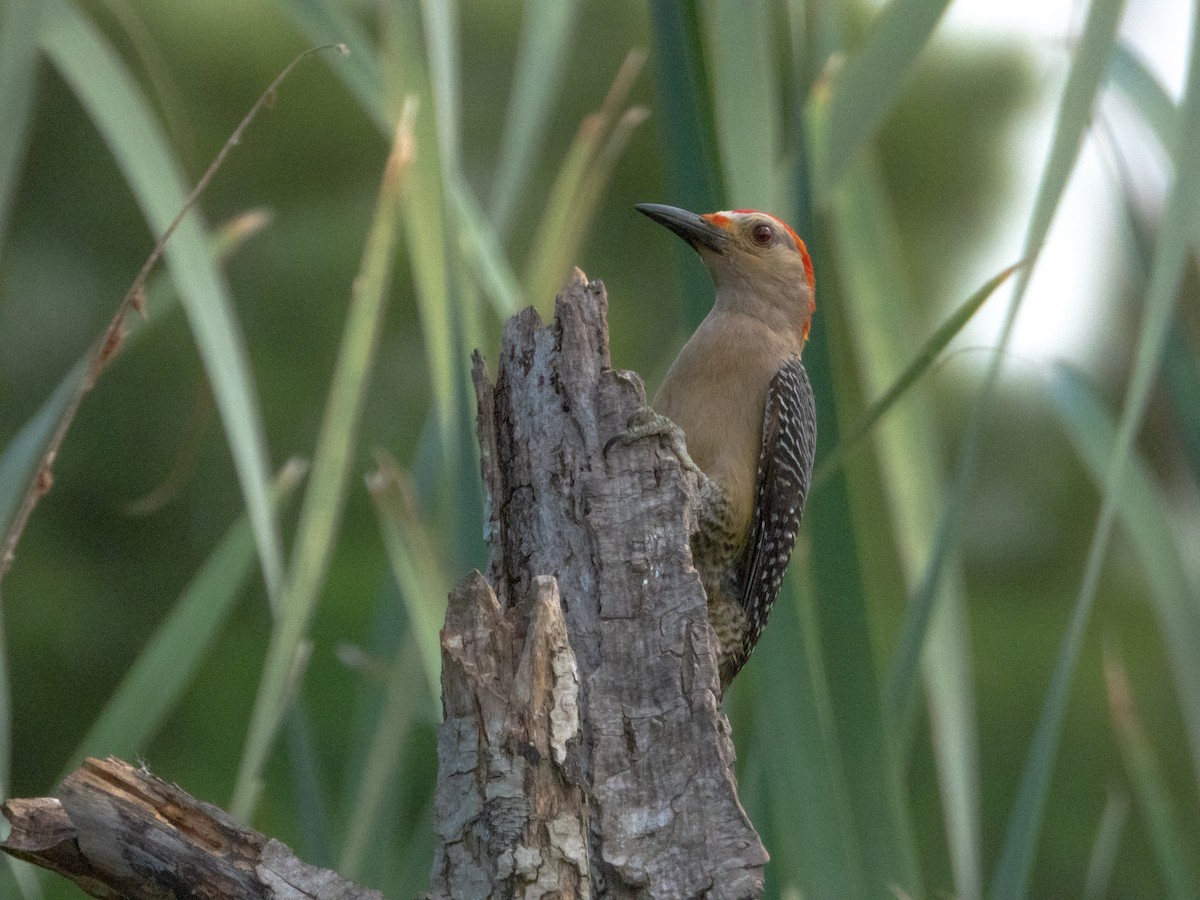 Golden-fronted Woodpecker - ML346711911