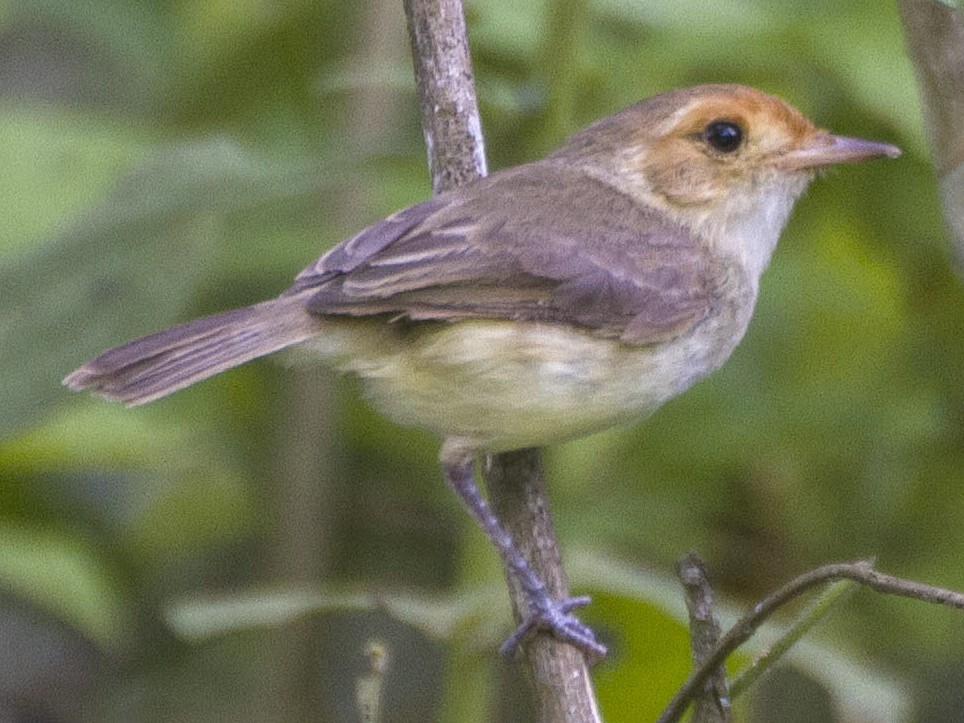 Fulvous-faced Scrub-tyrant - Ebird