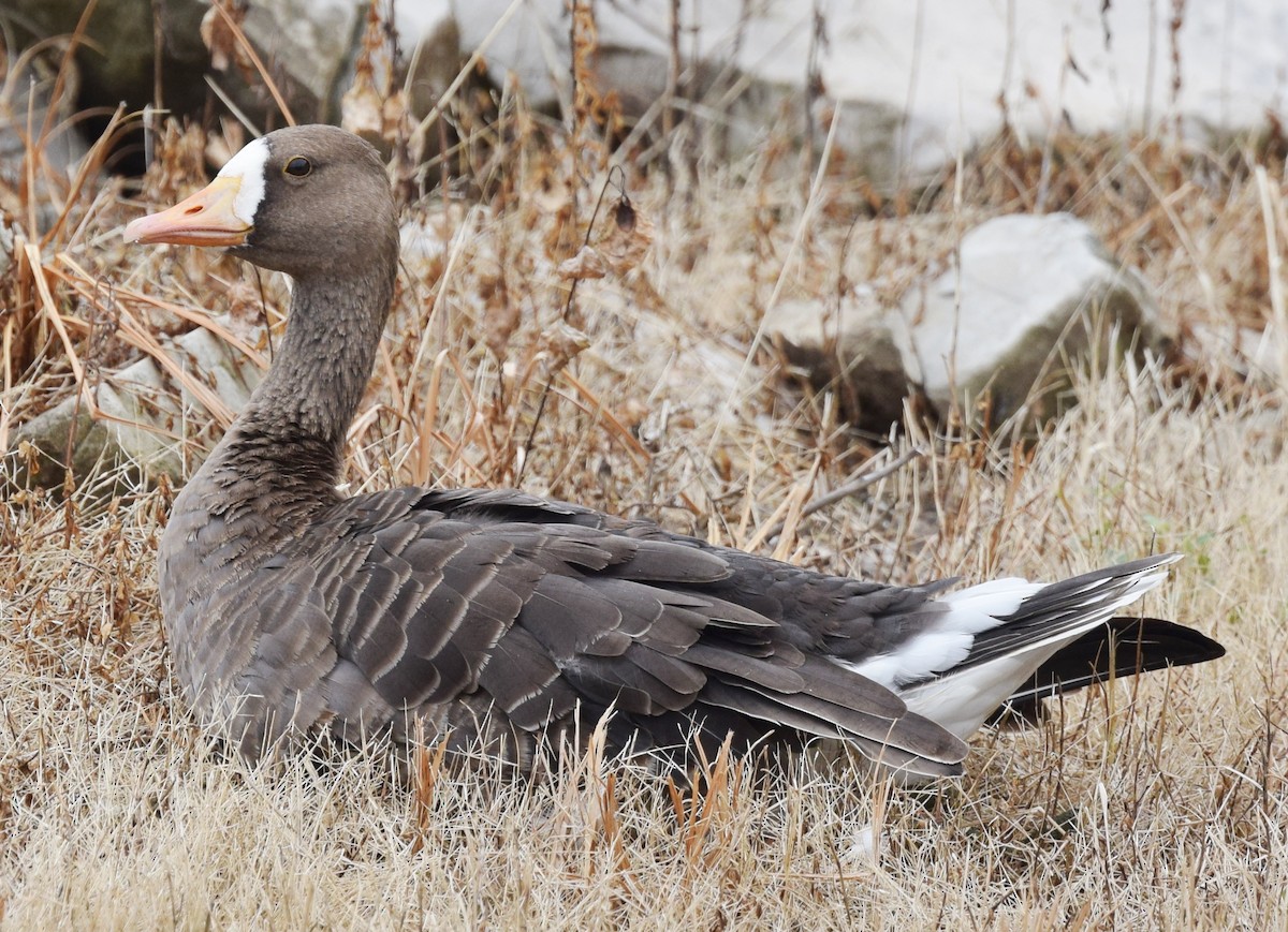 Greater White-fronted Goose - ML34671341