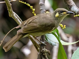  - Graceful Honeyeater