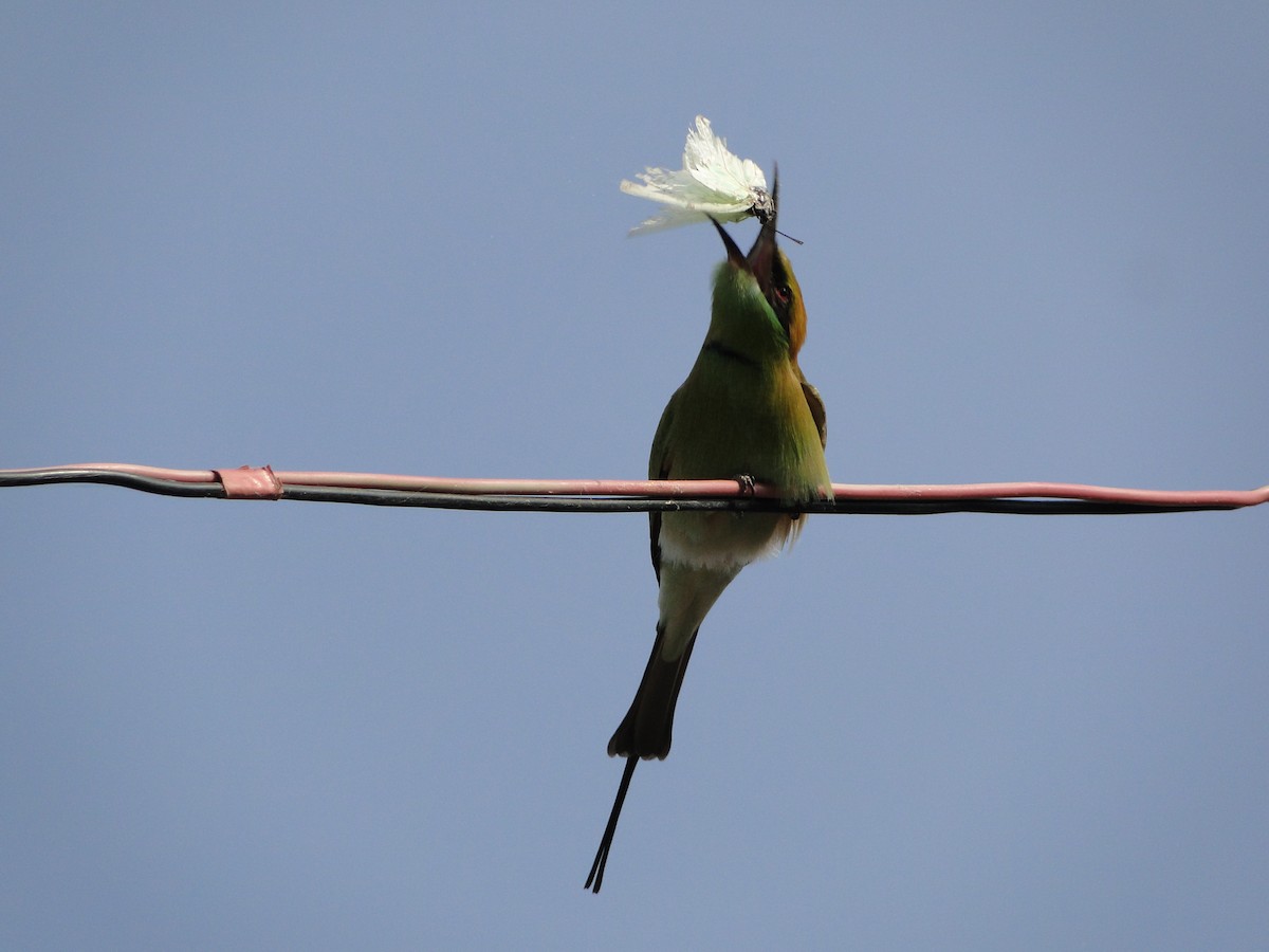 Asian Green Bee-eater - ML346718251