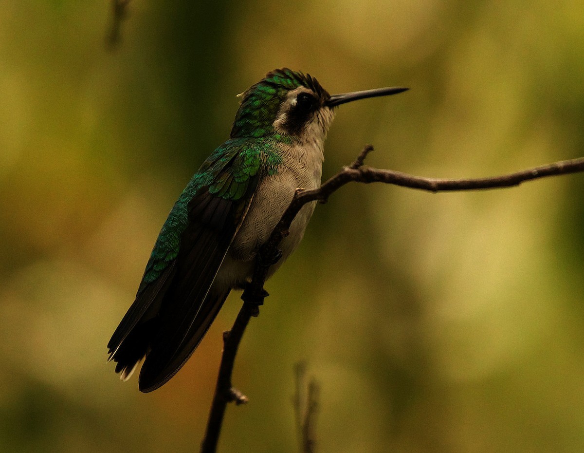 Blue-tailed Emerald - ML346719981