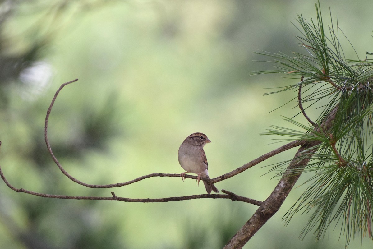 Chipping Sparrow - ML34672151