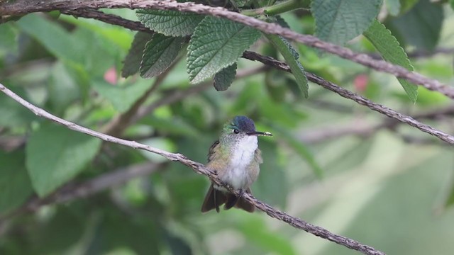 kolibřík azurovotemenný - ML346722761