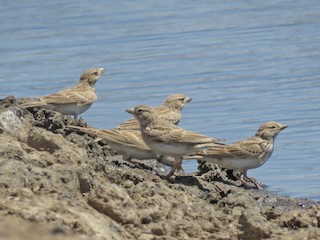 Nipellar chiroyli tarzda chiqib turadi