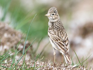  - Turkestan Short-toed Lark