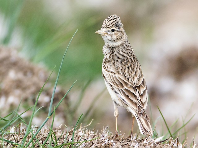 Photos - Turkestan Short-toed Lark - Alaudala heinei - Birds of the World