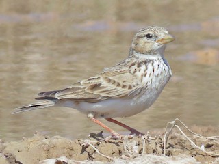  - Turkestan Short-toed Lark