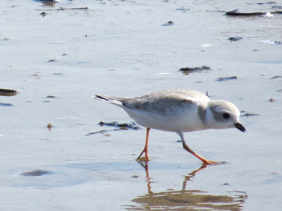 Piping Plover - ML34672511