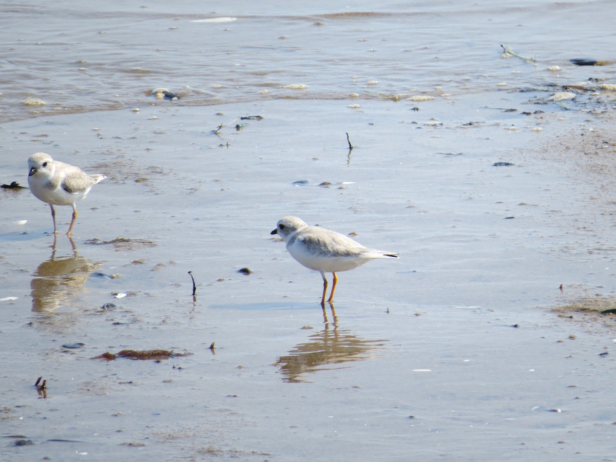 Piping Plover - ML34672541