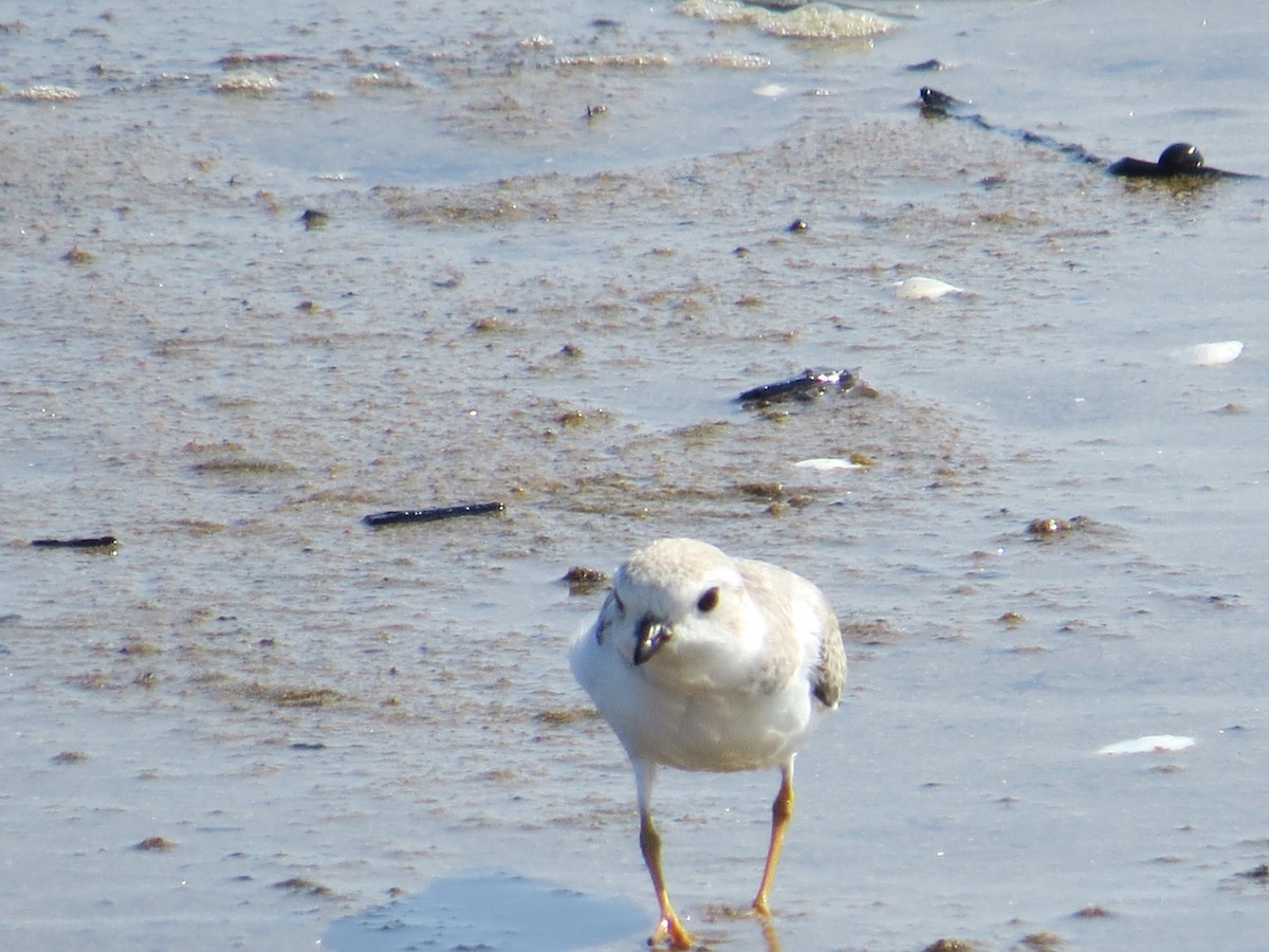 Piping Plover - ML34672551