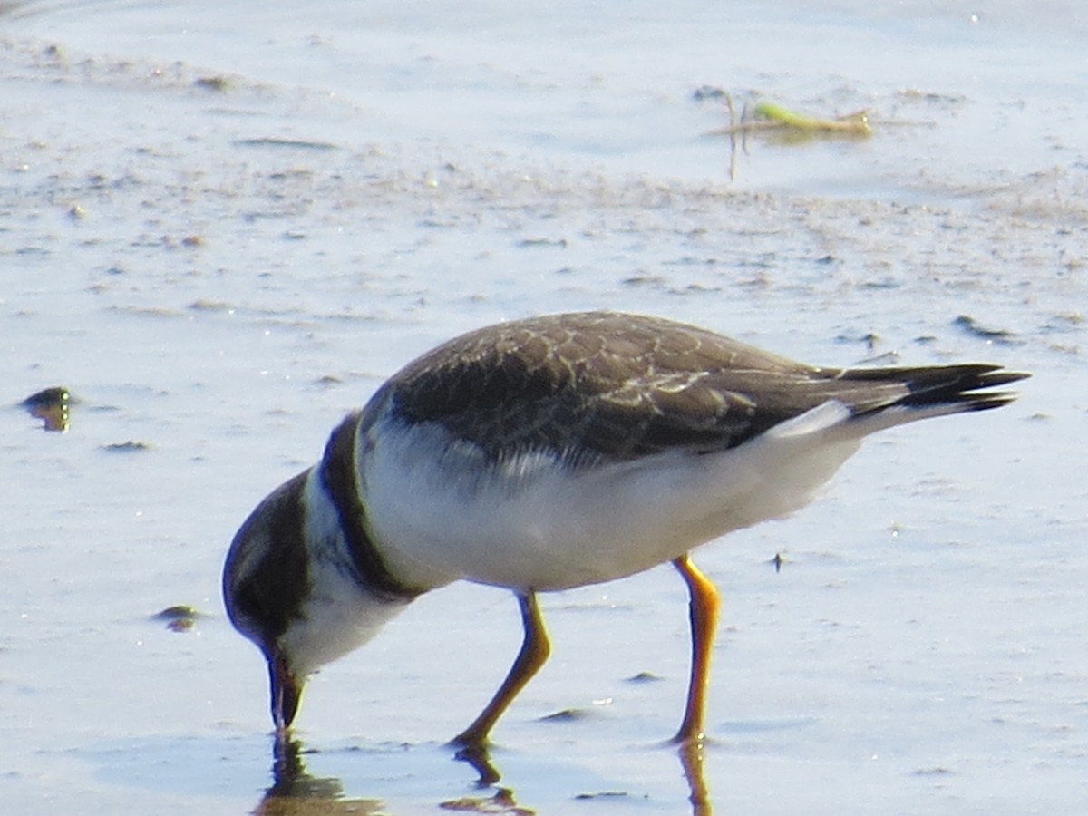 Semipalmated Plover - Cheryl Ring