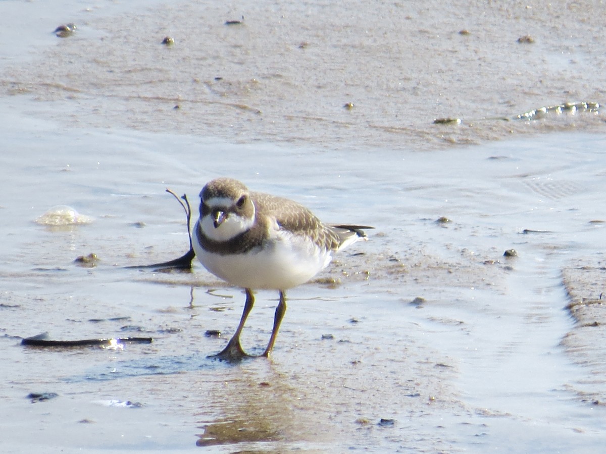 Semipalmated Plover - ML34672851