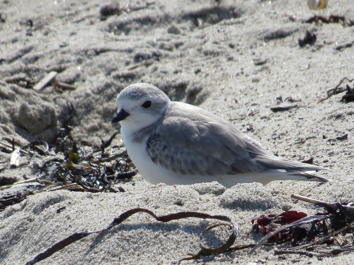 Piping Plover - ML34673501