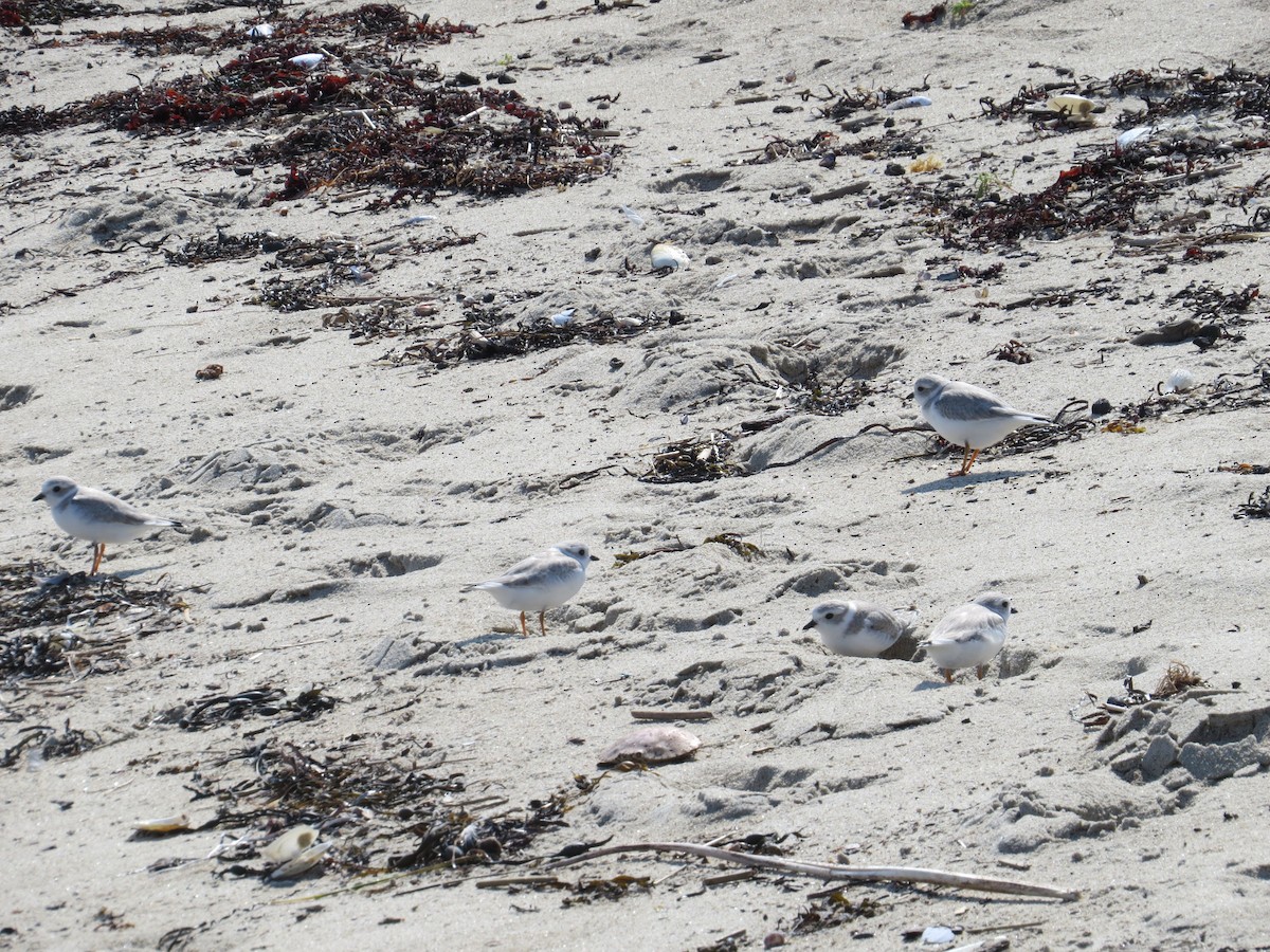 Piping Plover - ML34673521