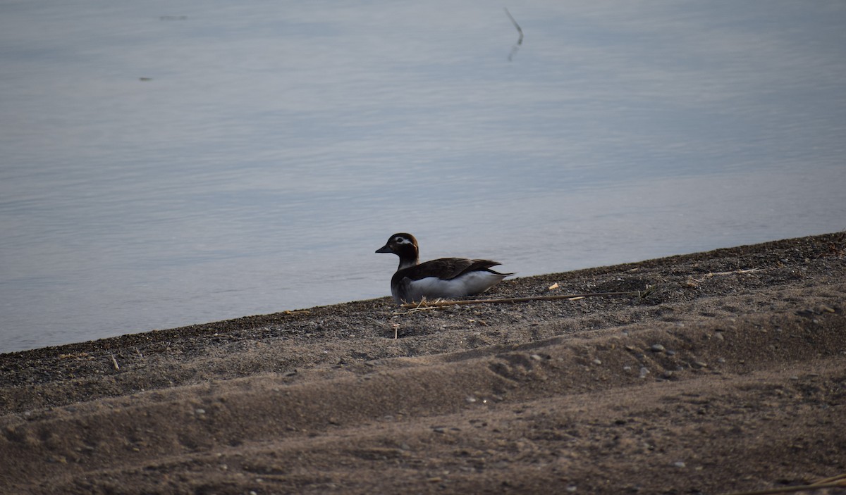 Long-tailed Duck - ML346741971