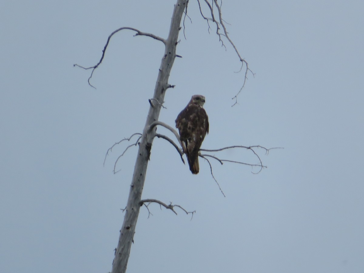 Red-tailed Hawk - ML346743711