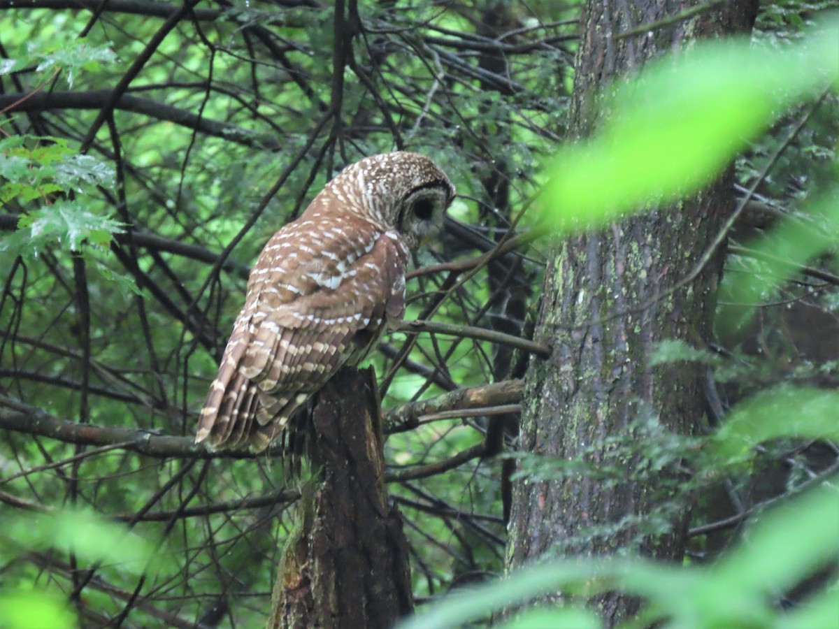 Barred Owl - Stollery & Flood