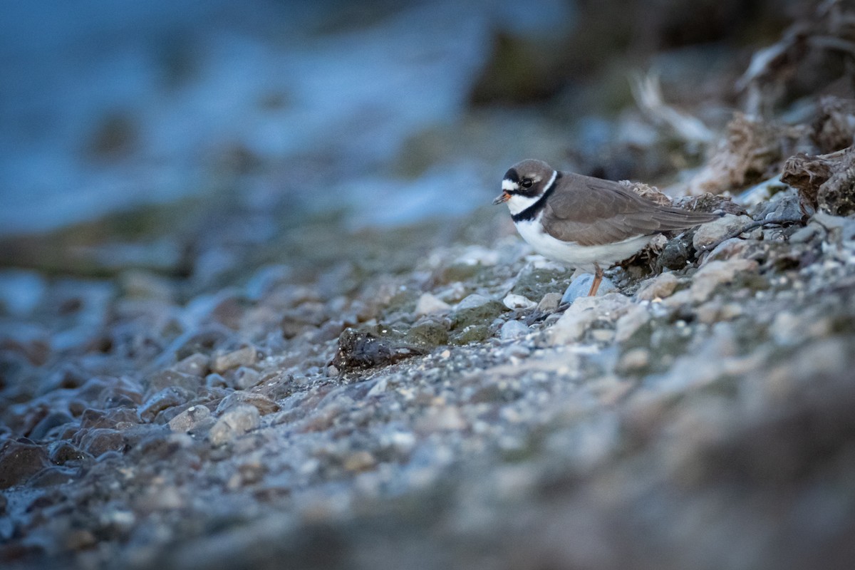 Semipalmated Plover - ML346757061