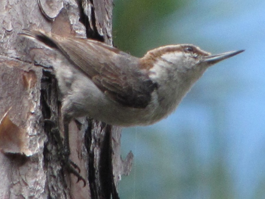 Bahama Nuthatch - eBird