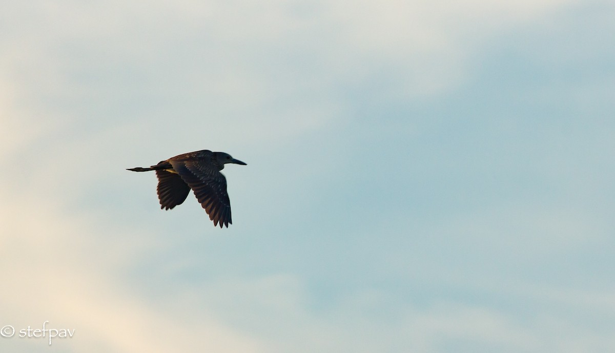Black-crowned Night Heron - Stefanie Paventy
