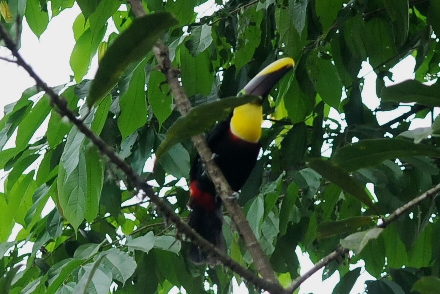 Toucan tocard (swainsonii) - ML34678431