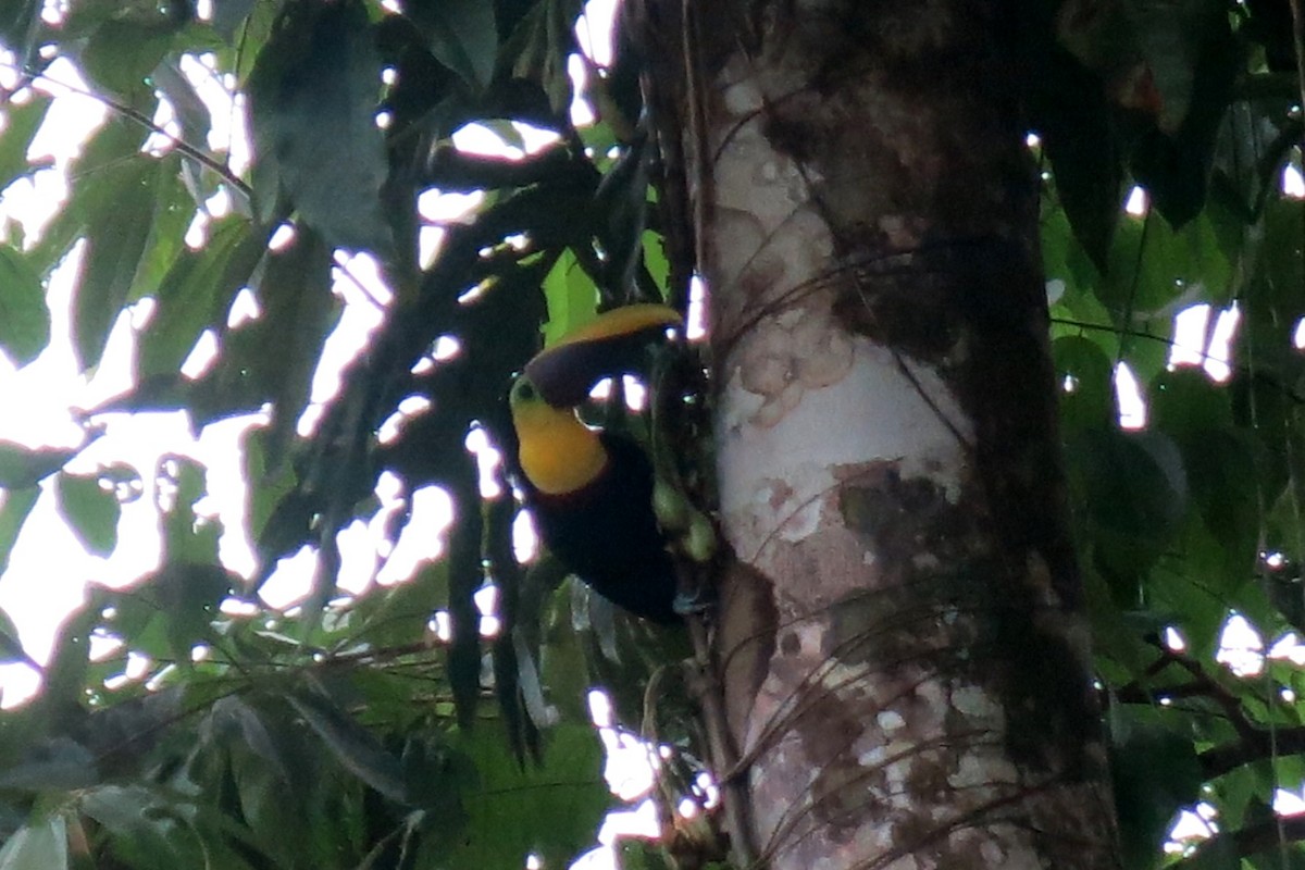Yellow-throated Toucan (Chestnut-mandibled) - ML34678441