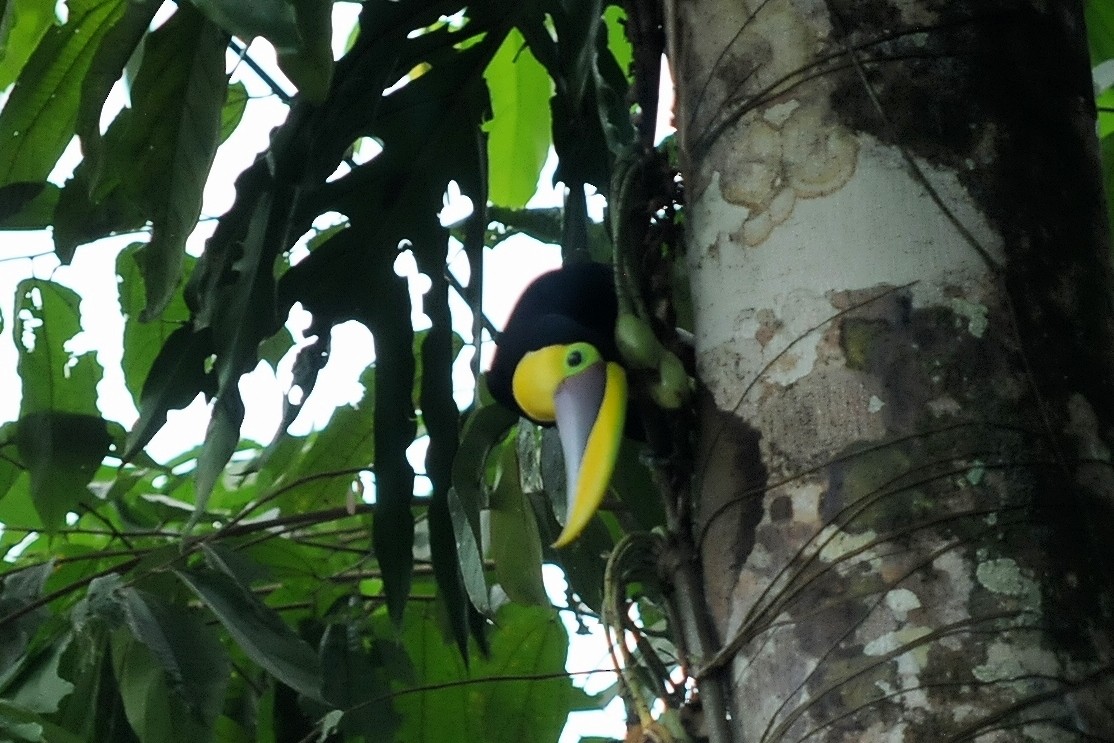 Yellow-throated Toucan (Chestnut-mandibled) - ML34678451