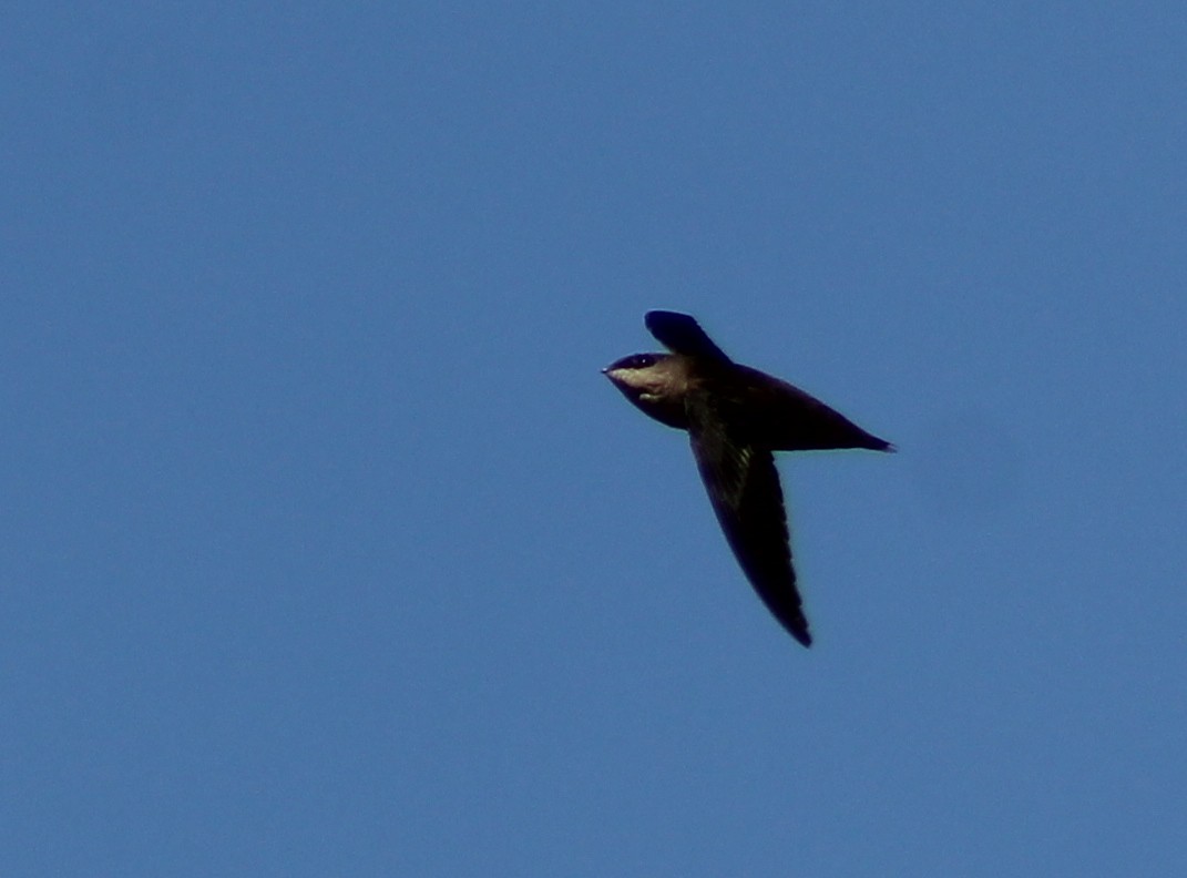 Chimney Swift - Marie Chappell