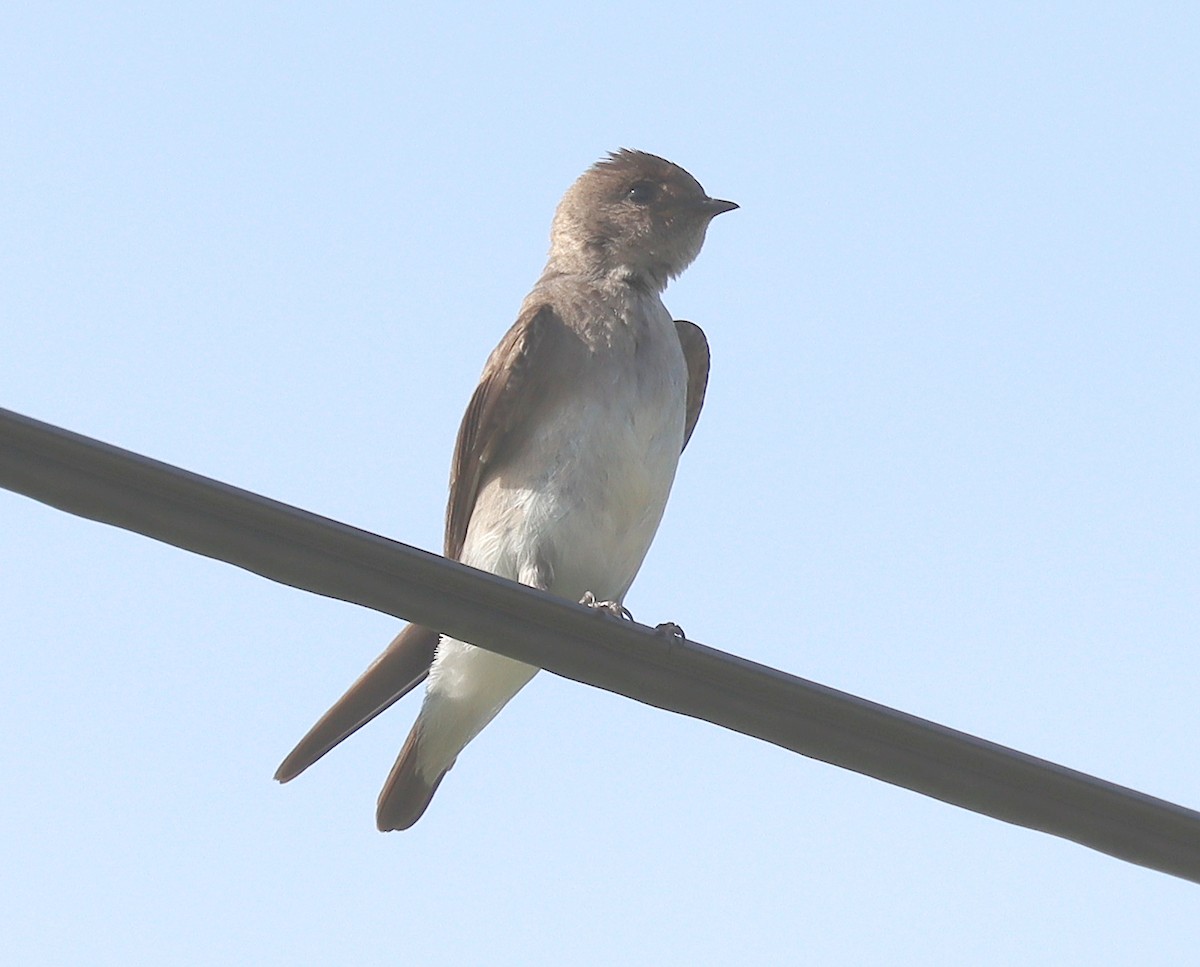 Northern Rough-winged Swallow - Steve Rae