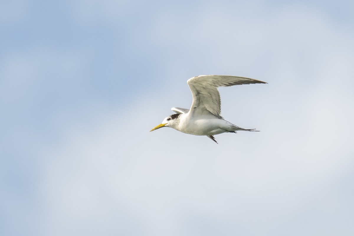 Great Crested Tern - ML346795671