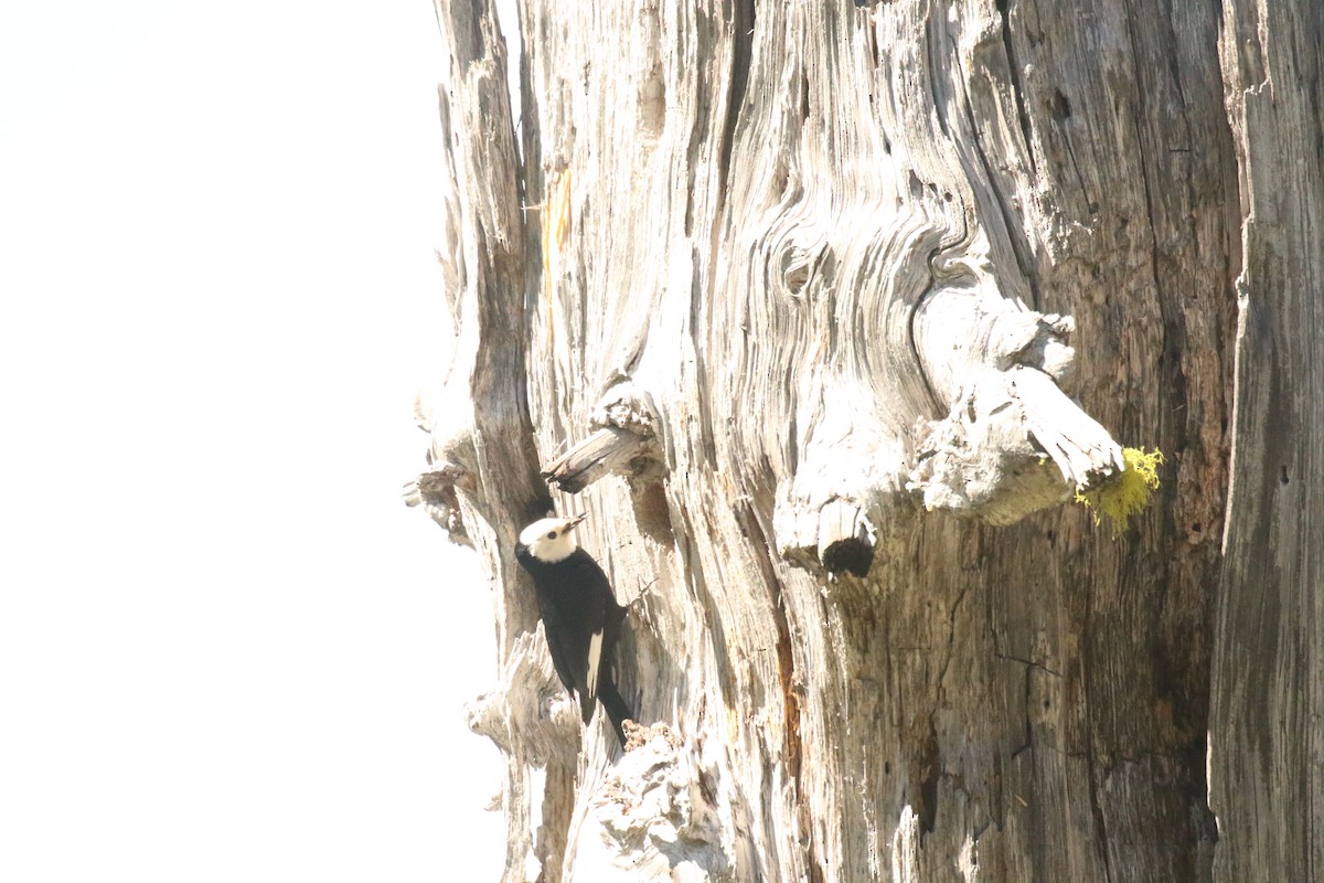 White-headed Woodpecker - ML346796061