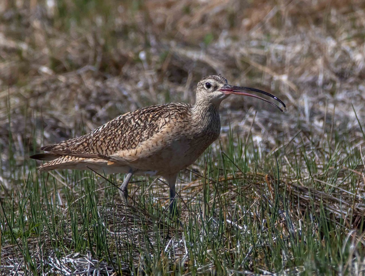 Long-billed Curlew - ML346797571