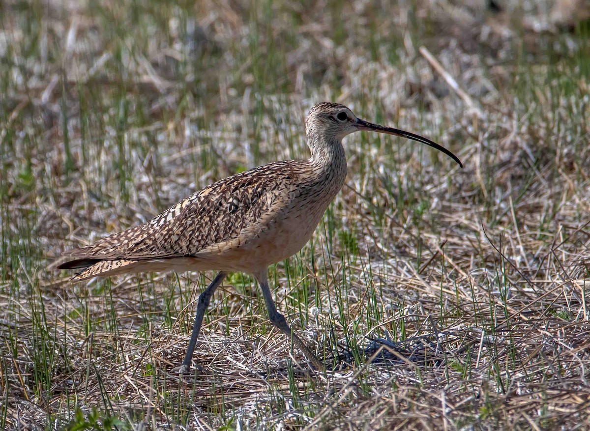 Long-billed Curlew - ML346797581