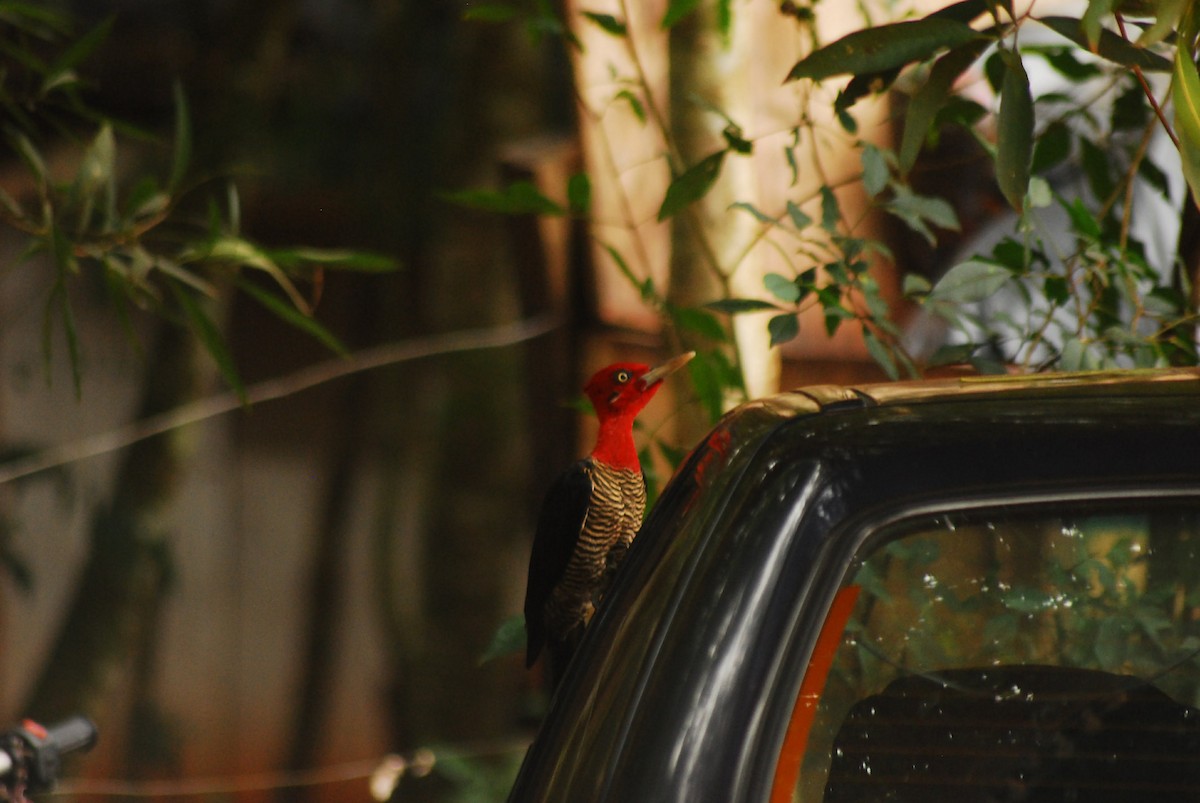 Robust Woodpecker - Dante Gabriel Moresco