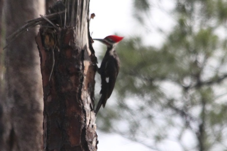Pileated Woodpecker - David Marjamaa