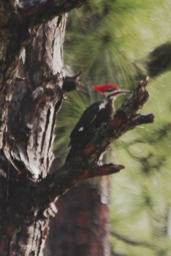 Pileated Woodpecker - ML34679931