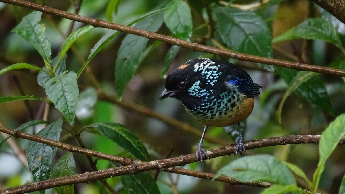 Spangle-cheeked Tanager - ML346804361