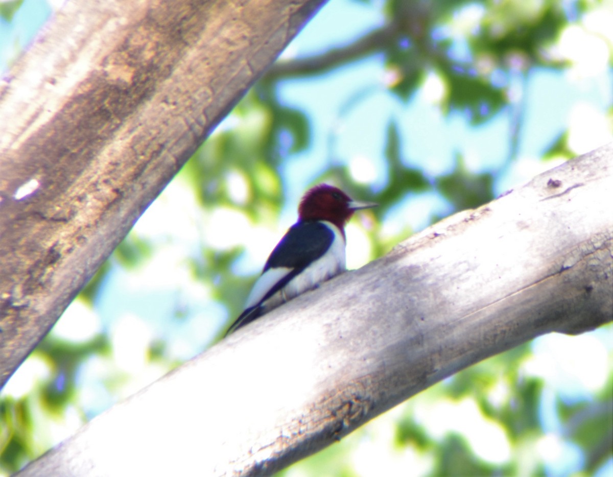 Red-headed Woodpecker - Kevin Packard