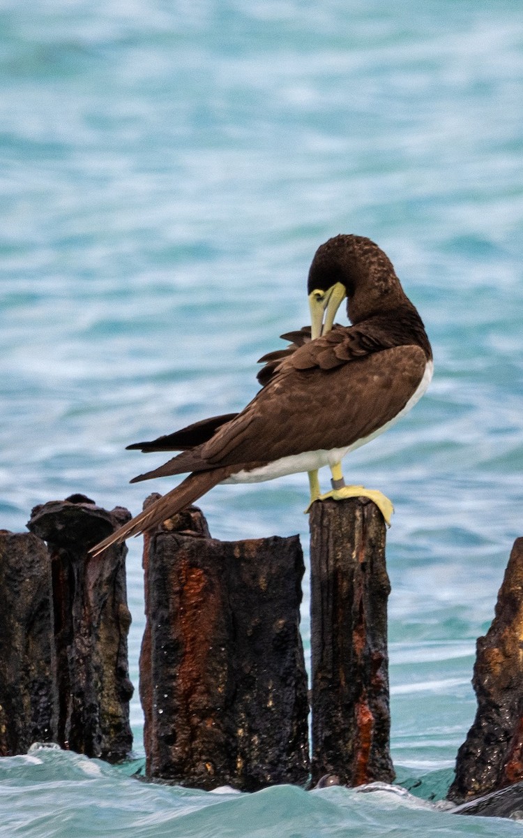 Brown Booby (Forster's) - ML346805601