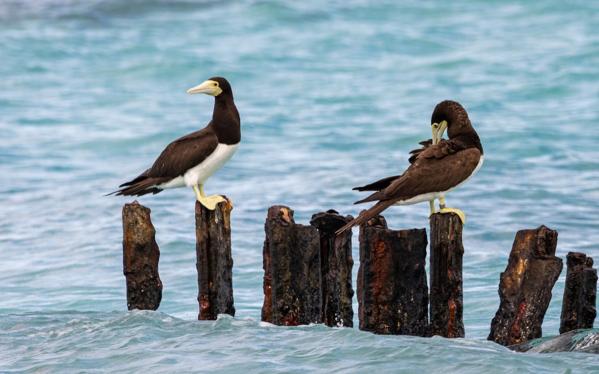 Brown Booby (Forster's) - ML346805691