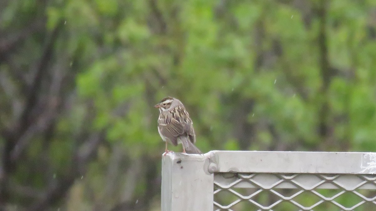 Clay-colored Sparrow - ML346810001