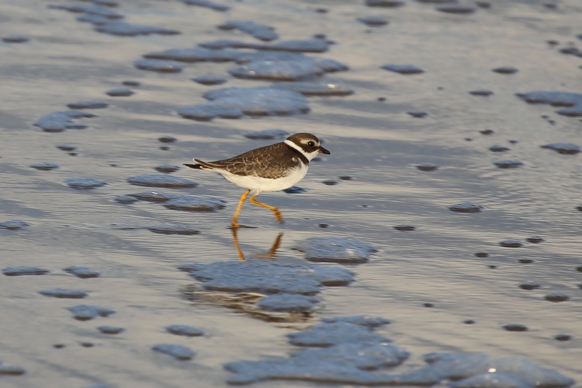 Semipalmated Plover - ML346813391