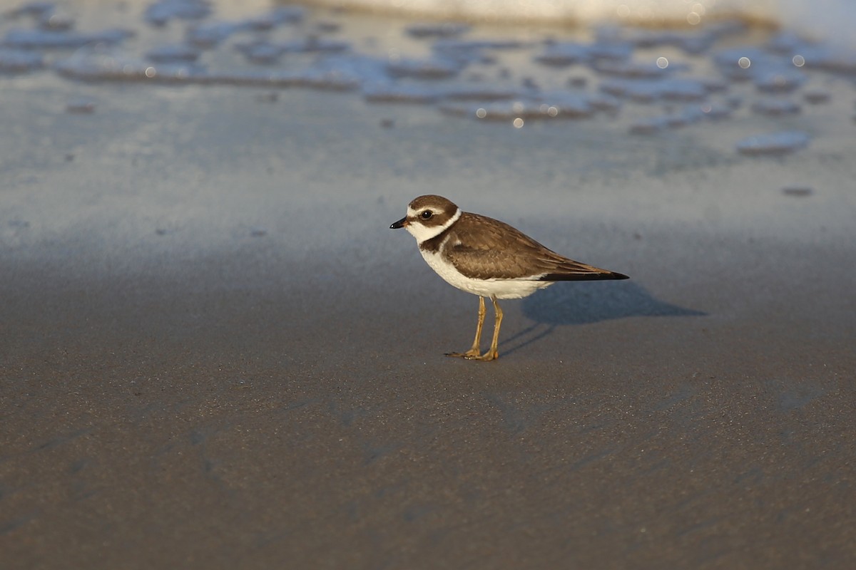 Semipalmated Plover - ML346813411
