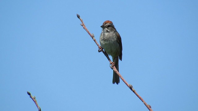Swamp Sparrow - ML346814411