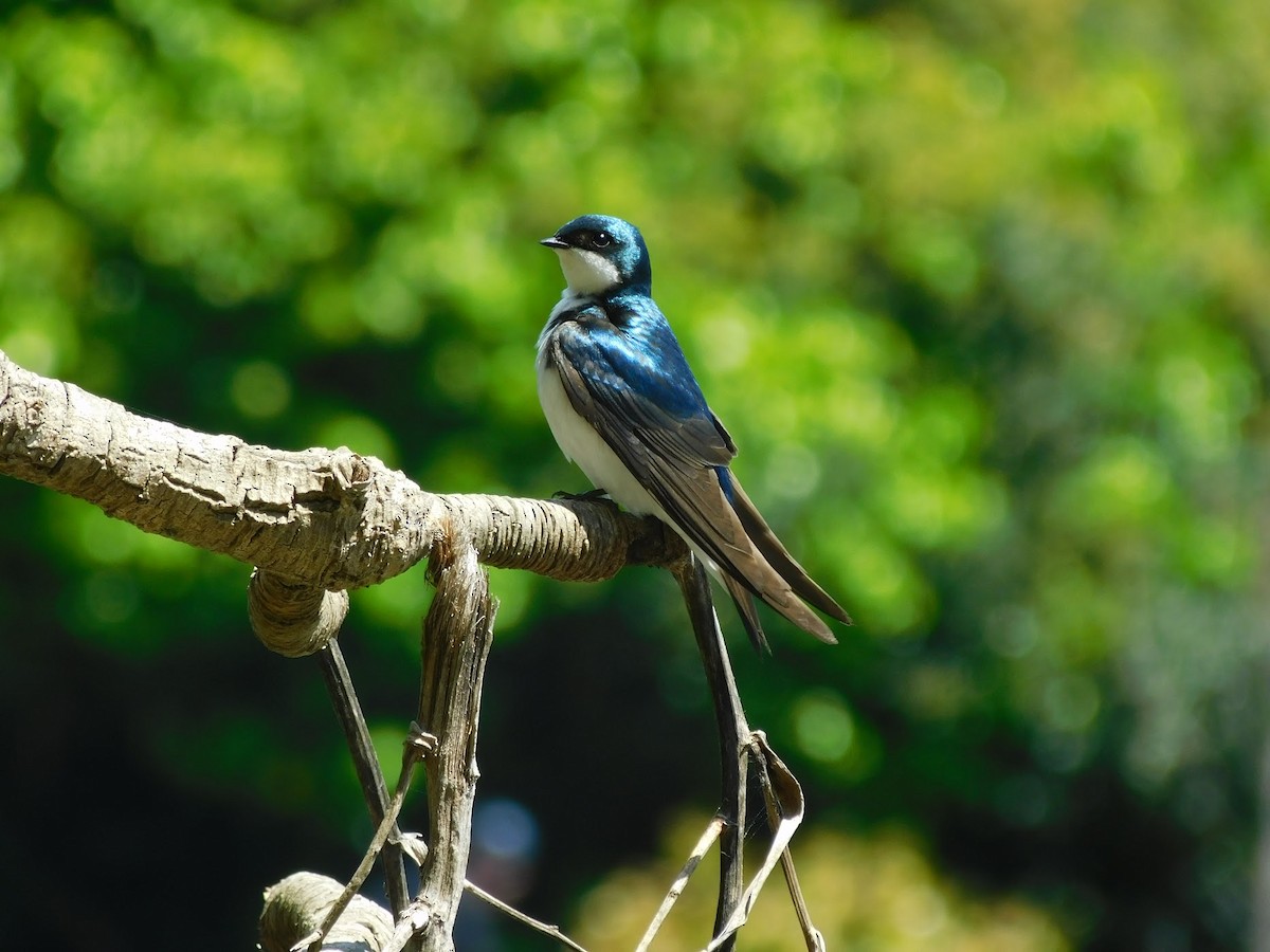 Tree Swallow - Adi Rao